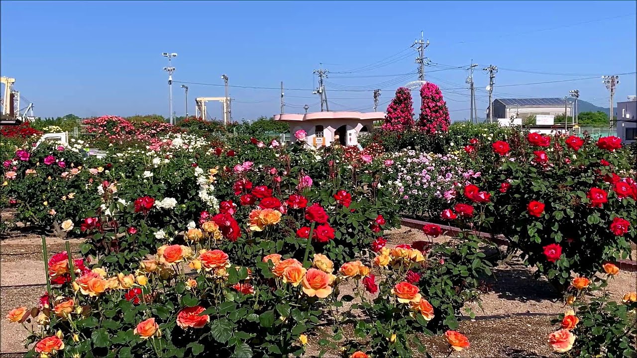 2020/05/14　よしうみバラ公園　満開です！　～愛媛県今治市～