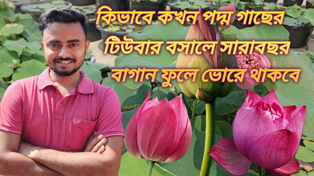 HOW TO GROW LOTUSPLANT at HOME from TUBER | খুব সহজেই  কিভাবে পদ্মগাছের টিউবার রিপটিং করবেন