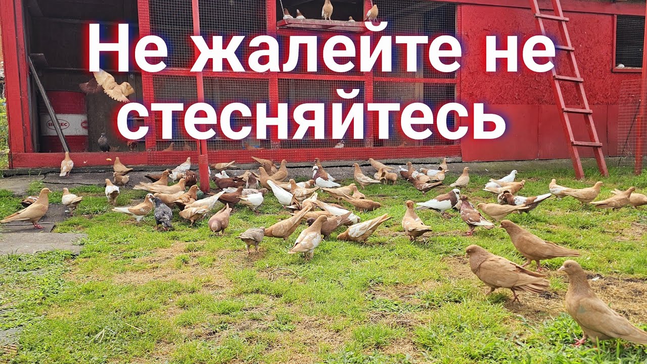 Не жалей не стесняйся (Голуби)