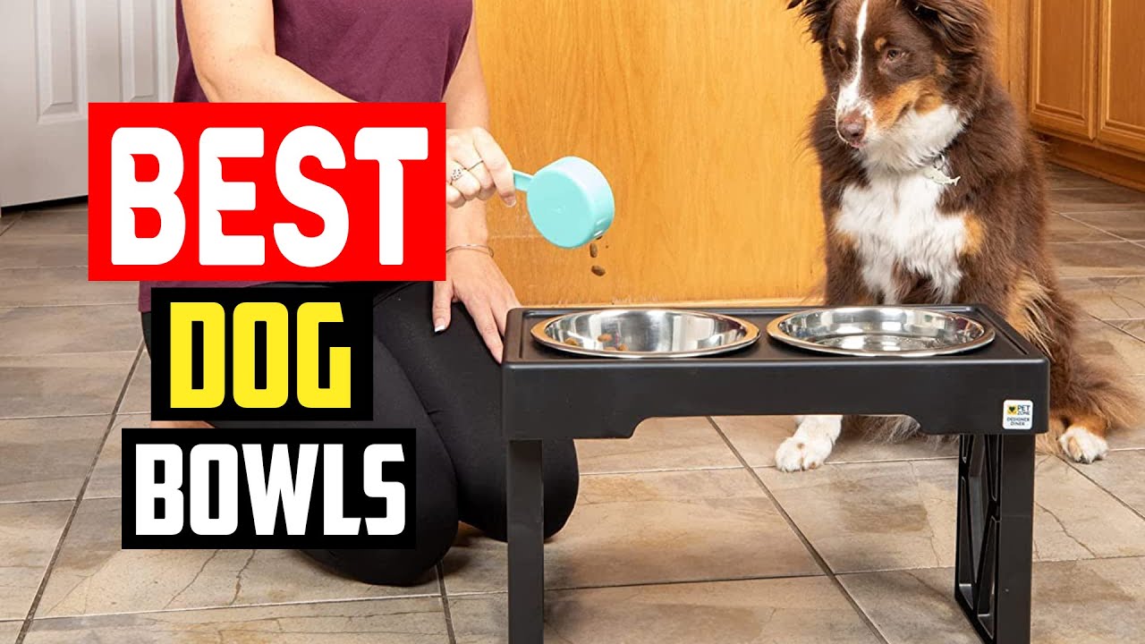 ✅Top 5 Best Dog Bowls For Hassle Free Feeding In 2025