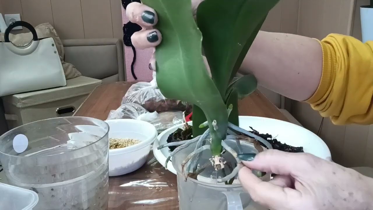 Испытываю новую кору. Пересадка. В конце сюрприз.