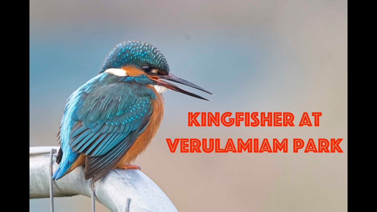 Kingfisher at Verulamiam Park