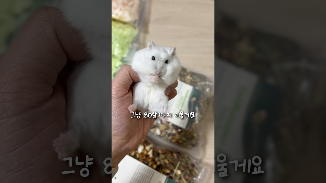 할머니 돼서도 햄스터 키울게...