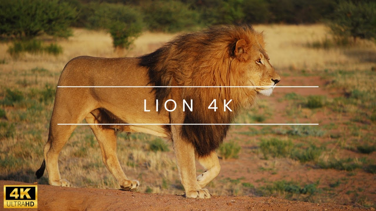 lion 4k -The King of Beasts: A 4K Cinematic Experience with Lions