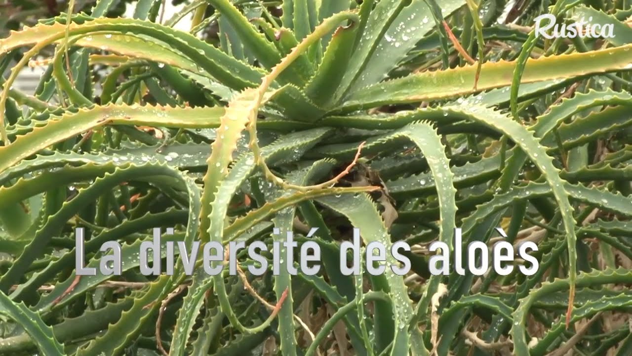 La diversité des aloès