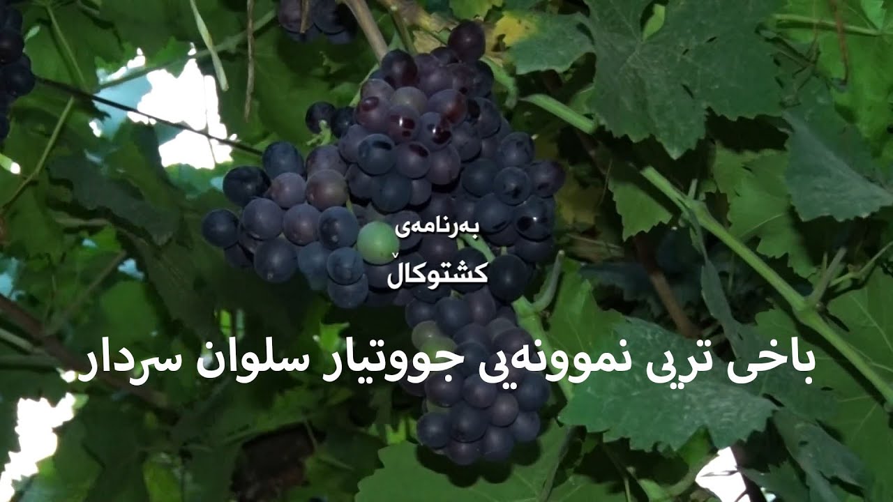 باخی ترێی نموونەیی جووتیار سلوان سردار لە هەولێر