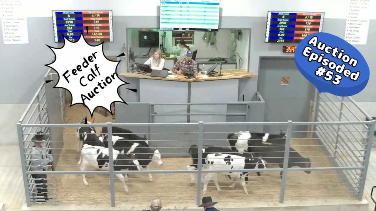 Feeder Calves on 01/20/2026