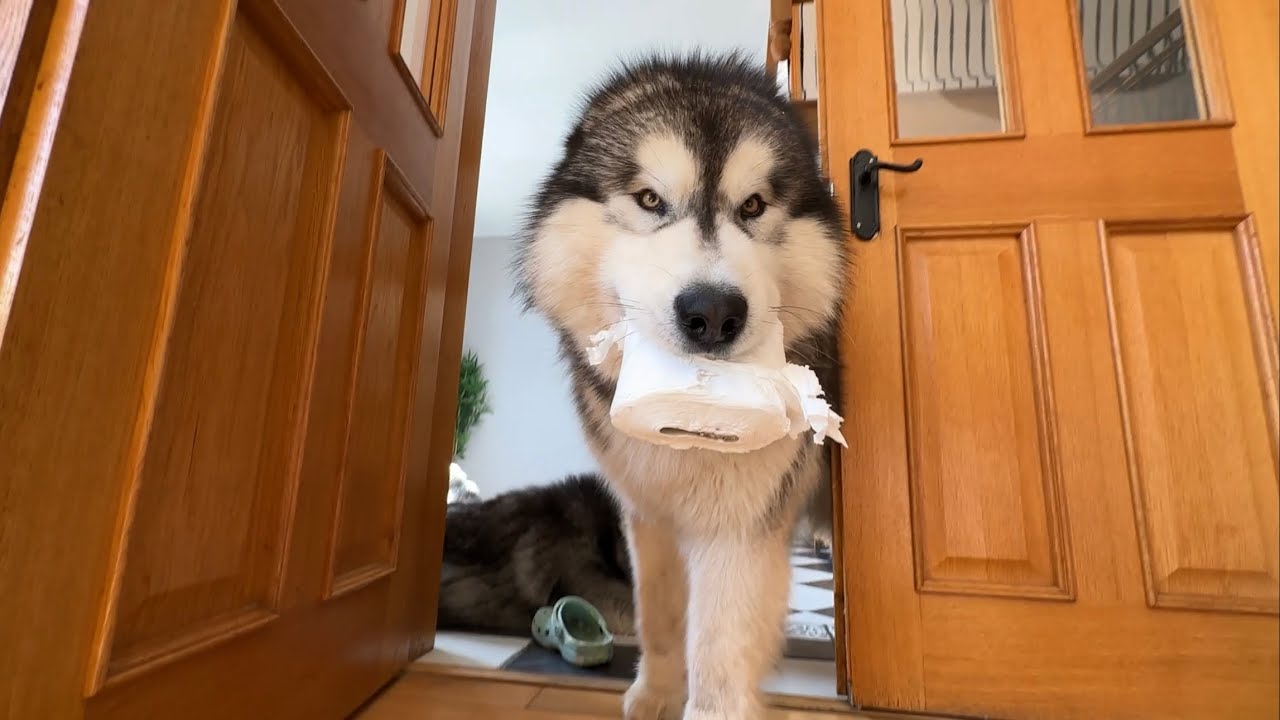 Guilty Dog Reacts To being Caught!