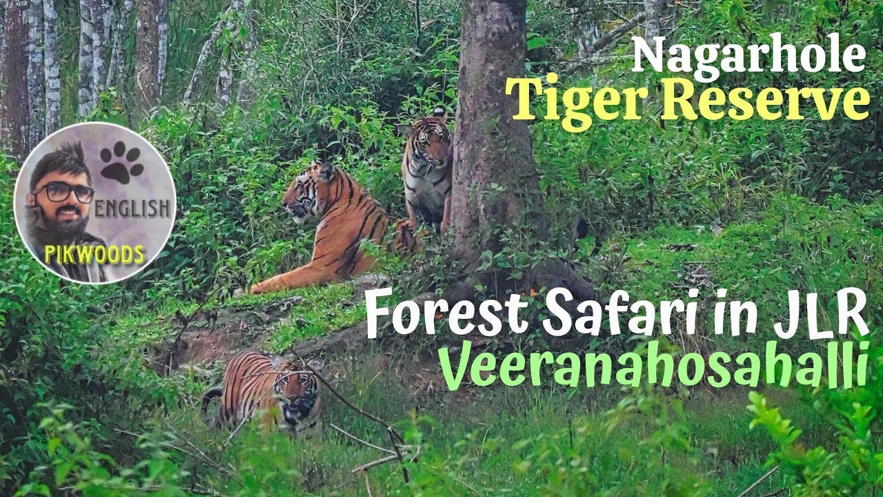 Nagarhole Tiger reserve in India | English version of JLR Forest safari in Coorg Karnataka