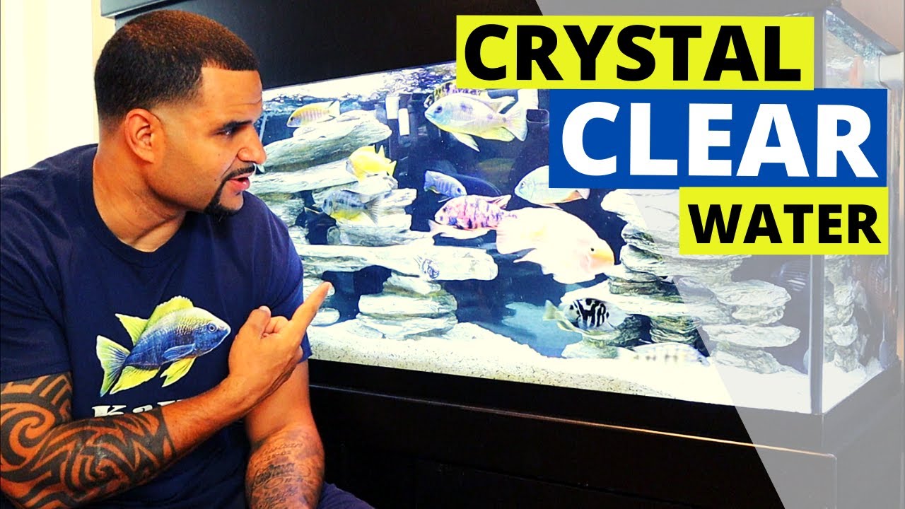 Your Aquarium Doesn't Have to Be Cloudy - Simple Fixes