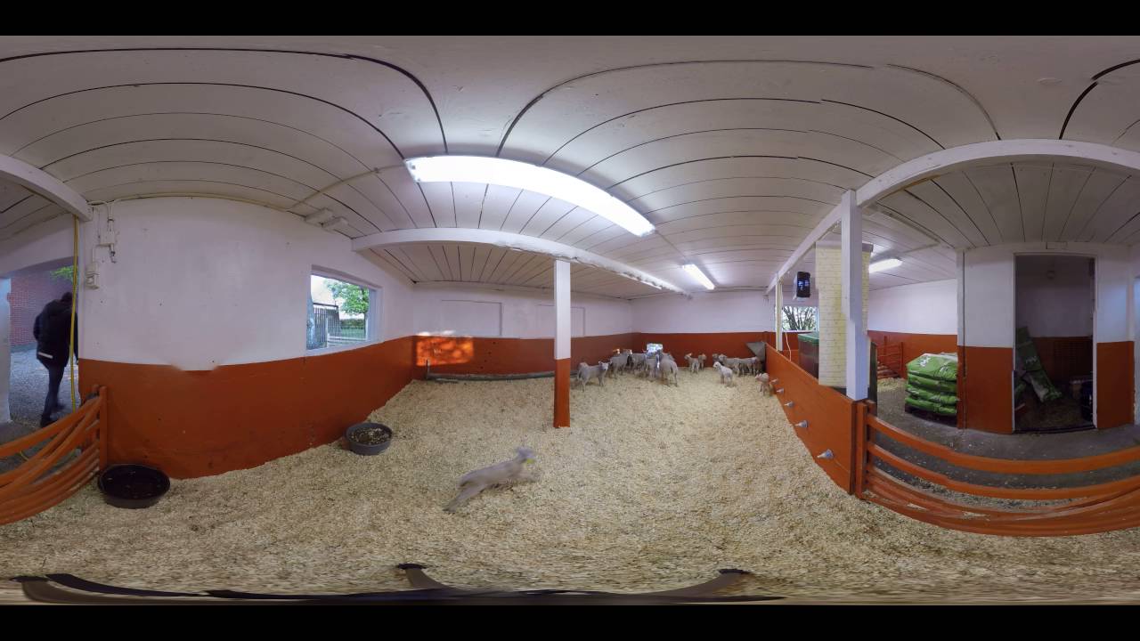 Small Cute Lambs at Swedish Lamb Farm Nursery