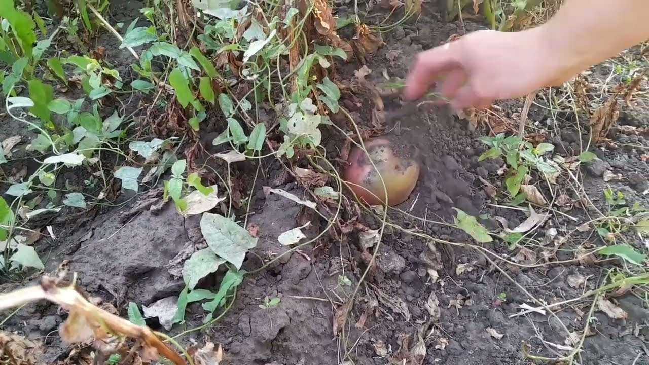 Приїхали глянути на картоплю..З такою погодою копати в вересні будемо,Сумщина 13 серпня