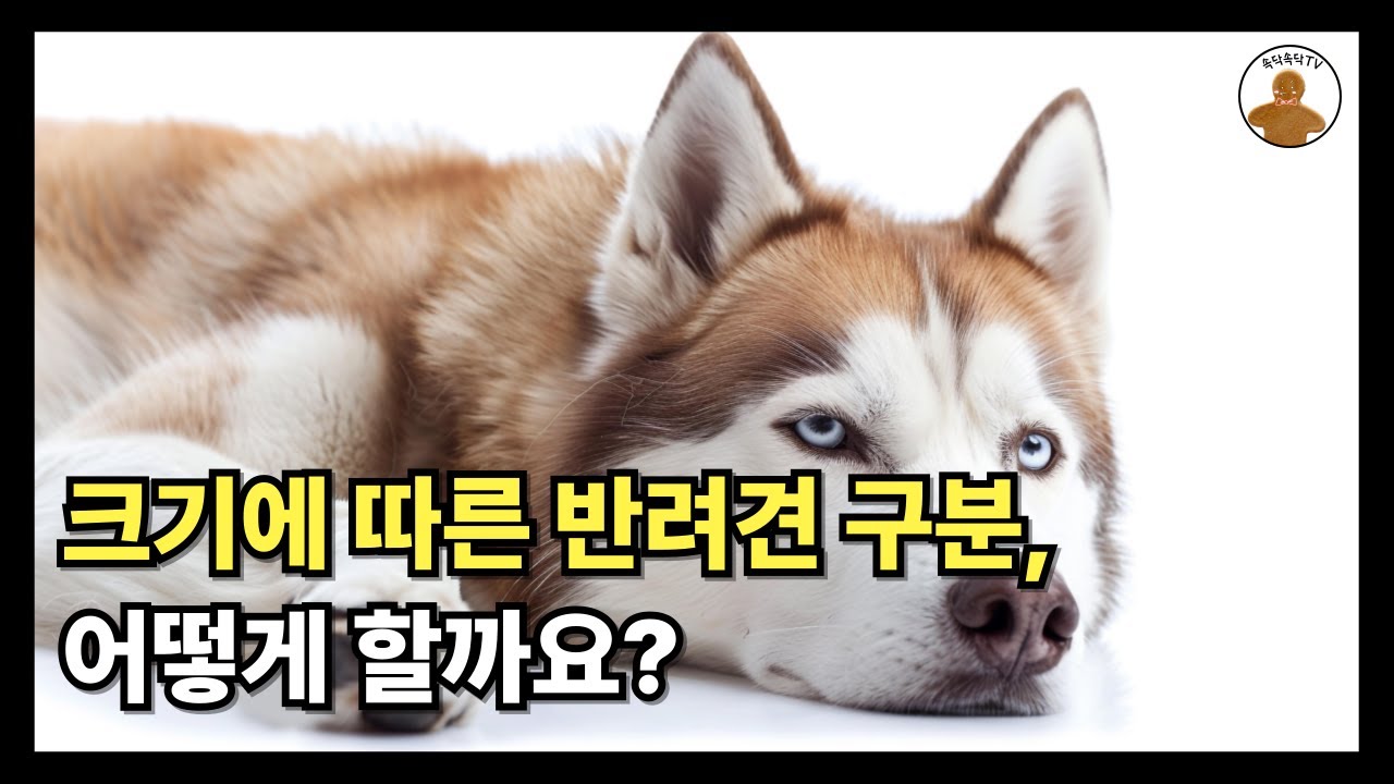 반려견 크기 분류하는 방법 (소형견/중형견/대형견 기준과 종류)