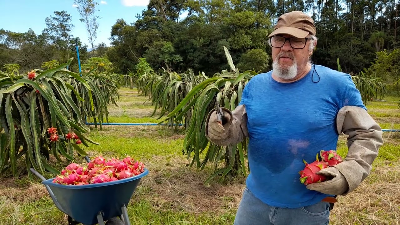 Bate papo com o produtor e mais uma colheita da Vietnamesse white - Safra 2020/21