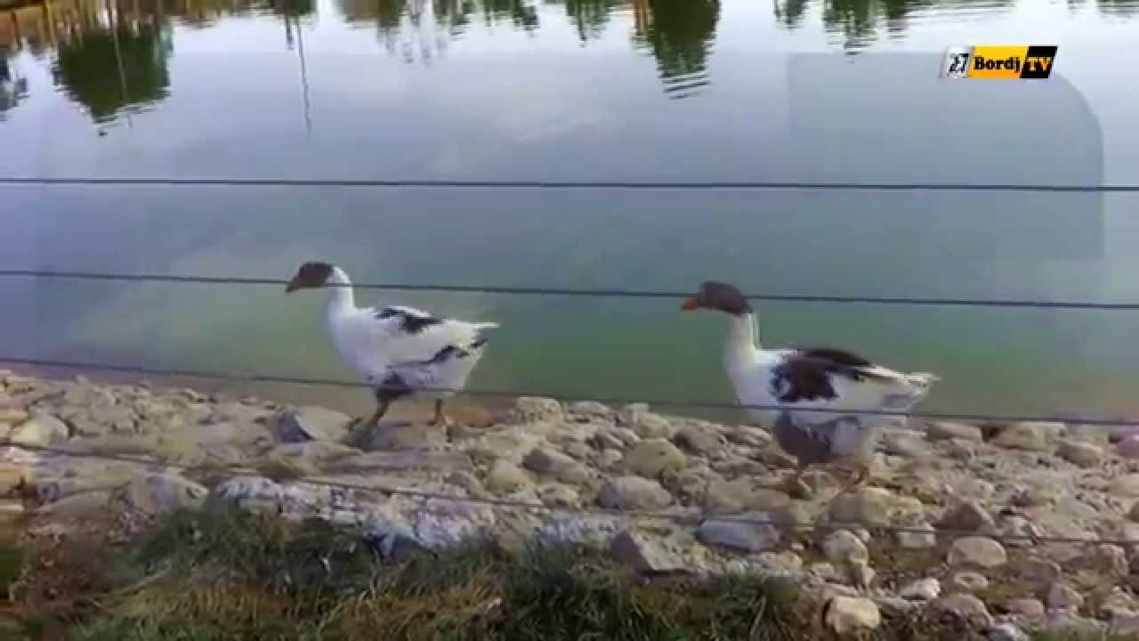 LAC AUX OISEAUX _ Parc dattraction de Bordj Bou Arreridj_ حديقة التسلية النور و النسيم