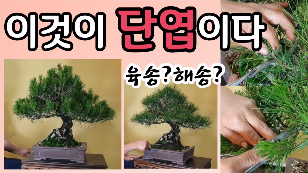 분재관리 107강  이것이 단엽이다