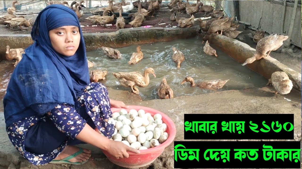 ৩৫০টি হাঁস এর ওপর নির্ভর, আমার পরিবারের ৮ জন সদস্য জানিনা, হাঁস গুলো না থাকলে কেমনে চলবে আমার সংসার