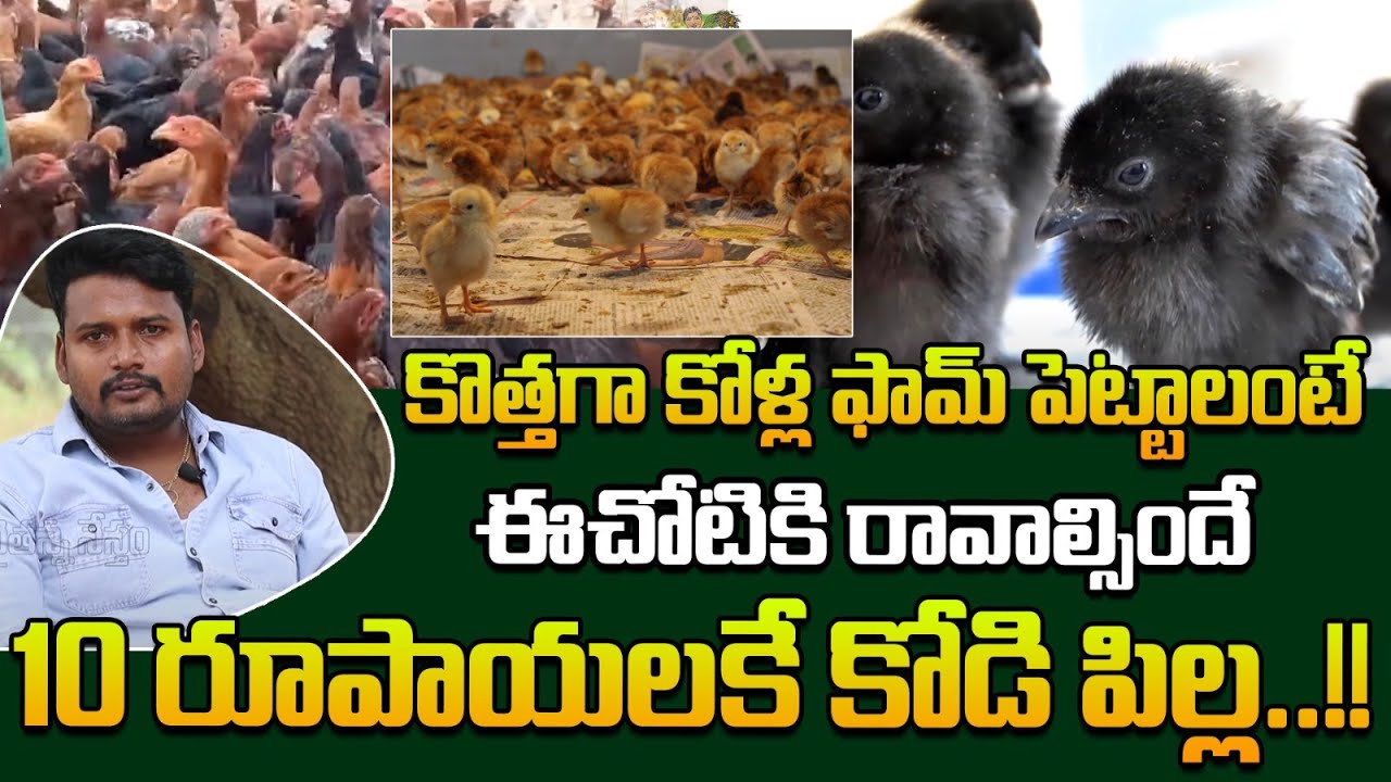 10 రూపాయలకే కోడి పిల్ల | Kadaknath Poultry farming Business | Poultry Eggs | Rythanna Nestam