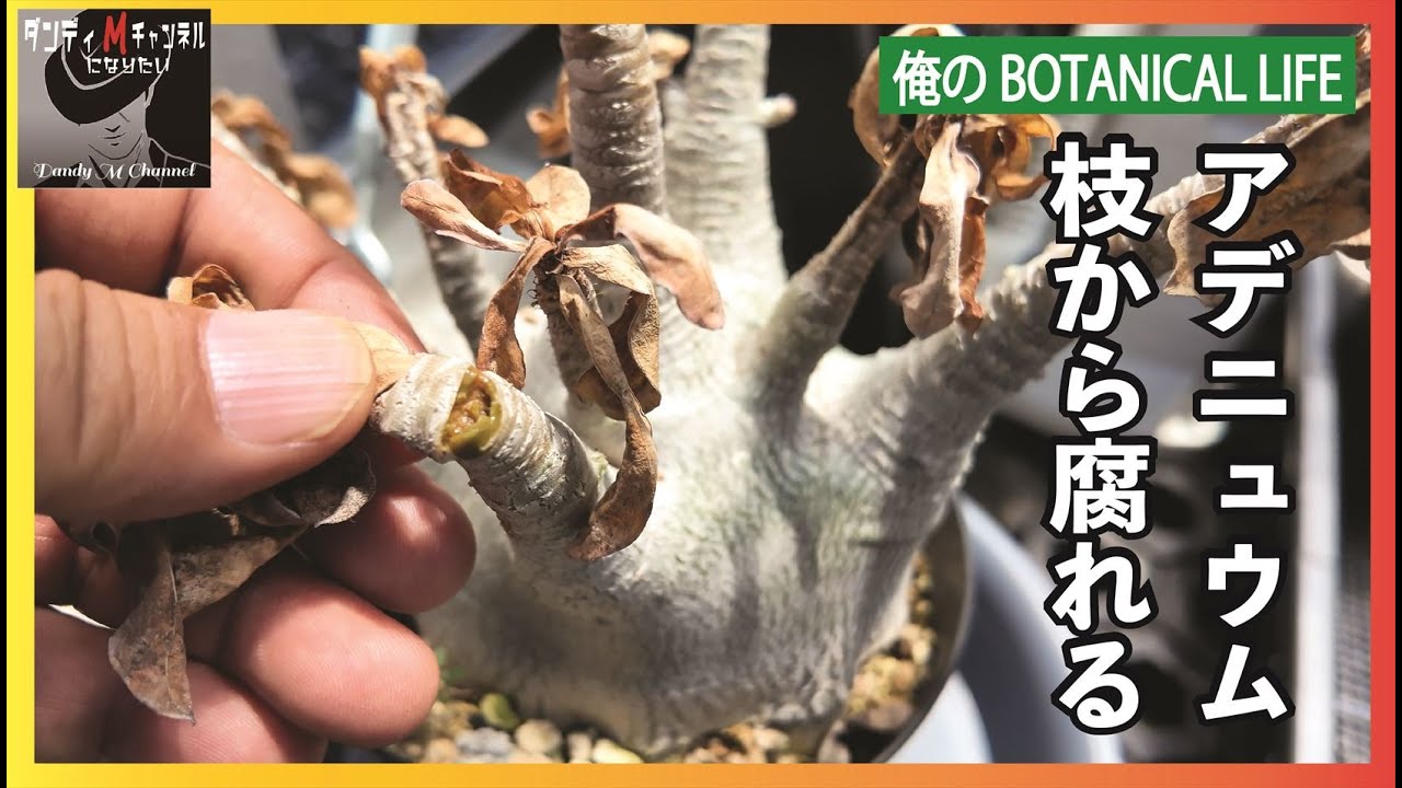 アデニュウムは枝から腐る！あるあるかもしれないが、うちのアデニュウムを対処した話し