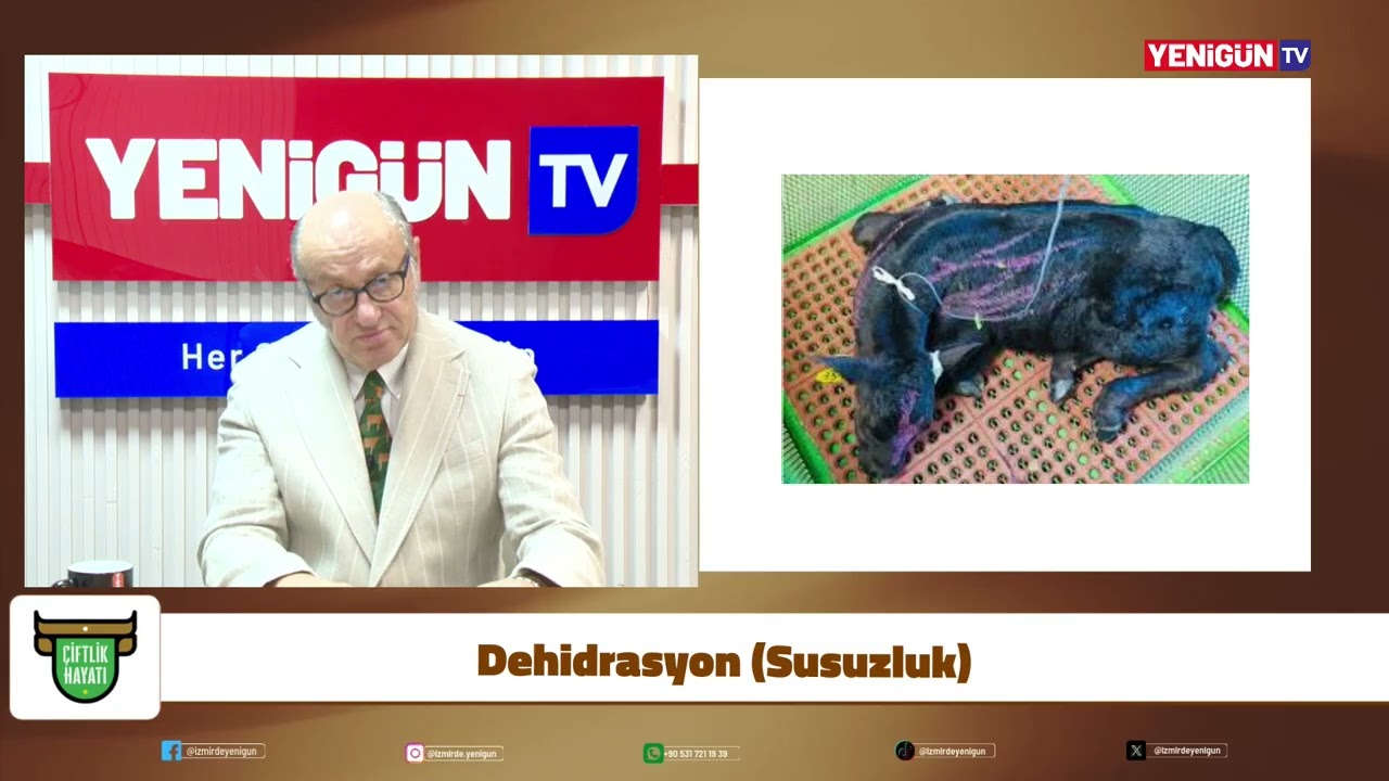 Buzağı İshalinde Hayat Kurtaran Adımlar: Dehidrasyon ve Rehidrasyon Rehberi
