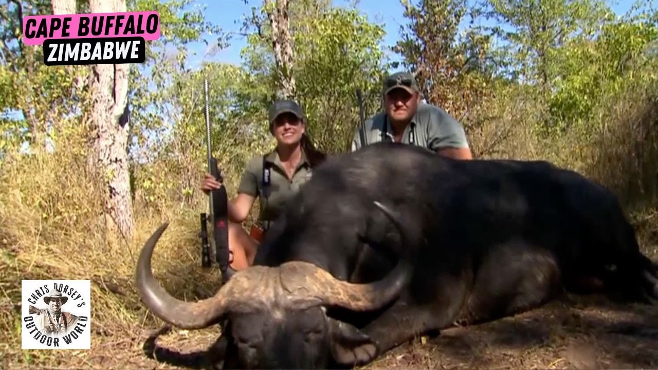 Охота на огромного африканского буйвола в заповеднике Save Conservancy в Зимбабве