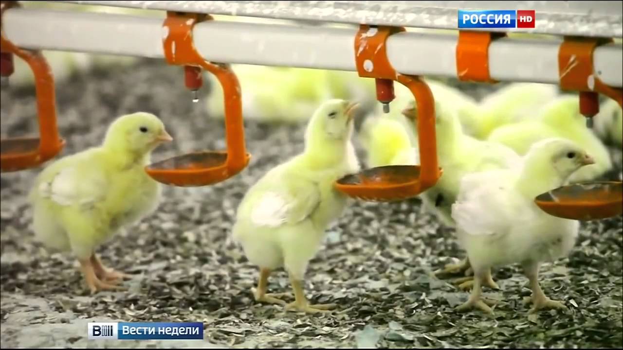 Monsanto Company (Монсанто) &mdash; транснациональная компания захватывает земли Украины под ГМО