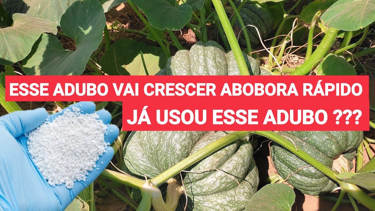 Melhor adubo para crescer ab&oacute;boras r&aacute;pido demais - j&aacute; usou esse Adubo?