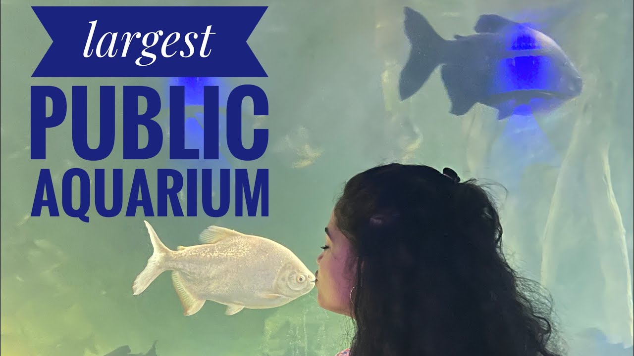 The largest public aquarium of India is in Thrissur😍 | Marine World Public Aquarium