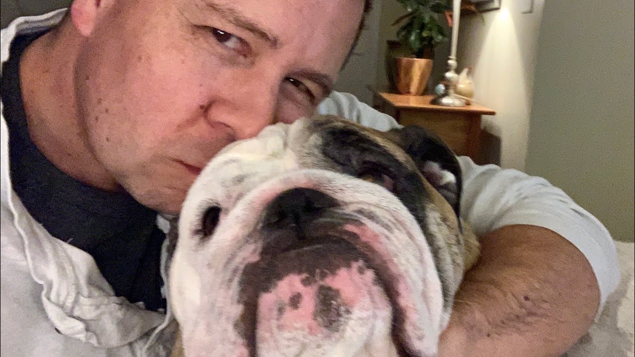 Reuben the Bulldog: Where's Dad?