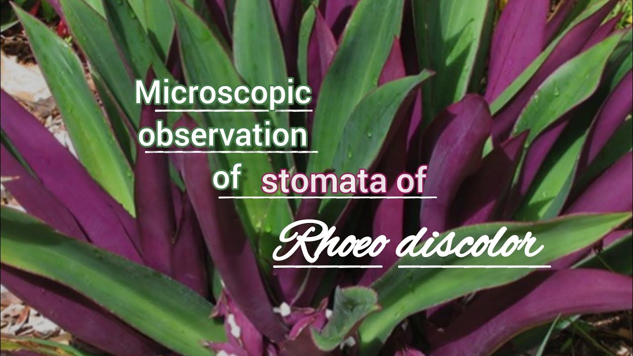 Stomata of Rhoeo discolor (diacytic)