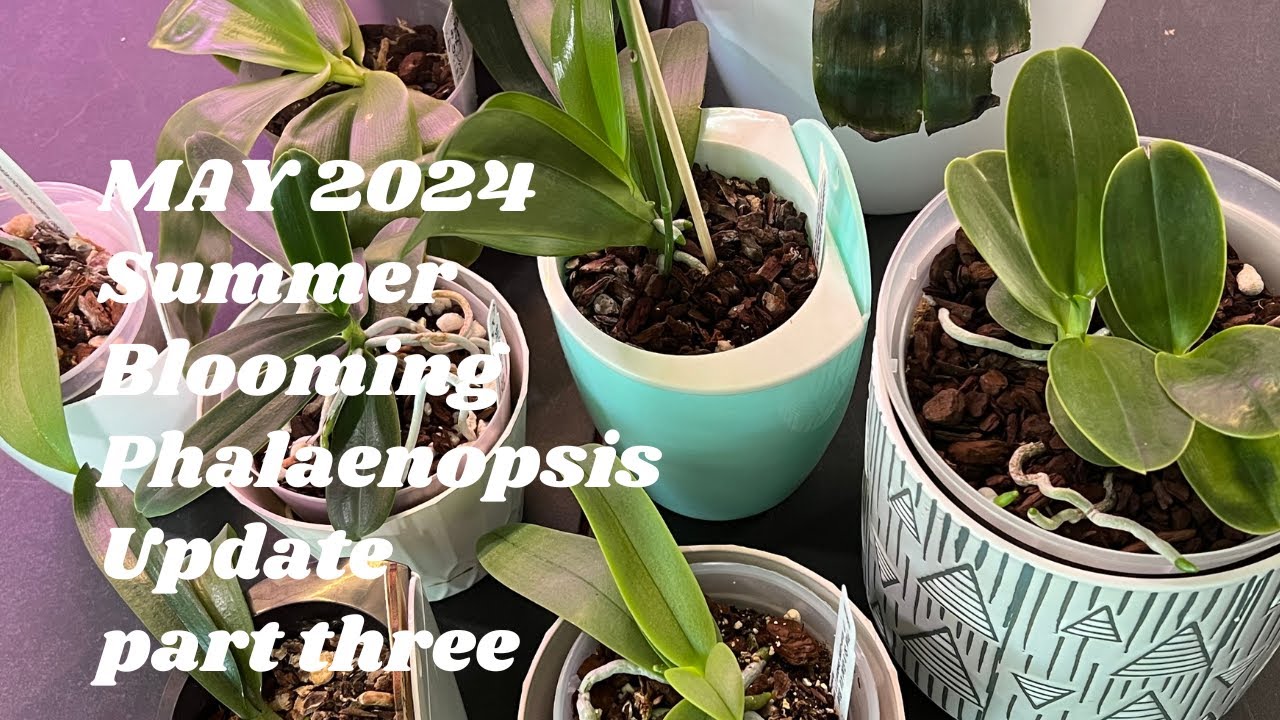 Summer Blooming Phalaenopsis Update: Part Three  Summer Blooming Phals Update