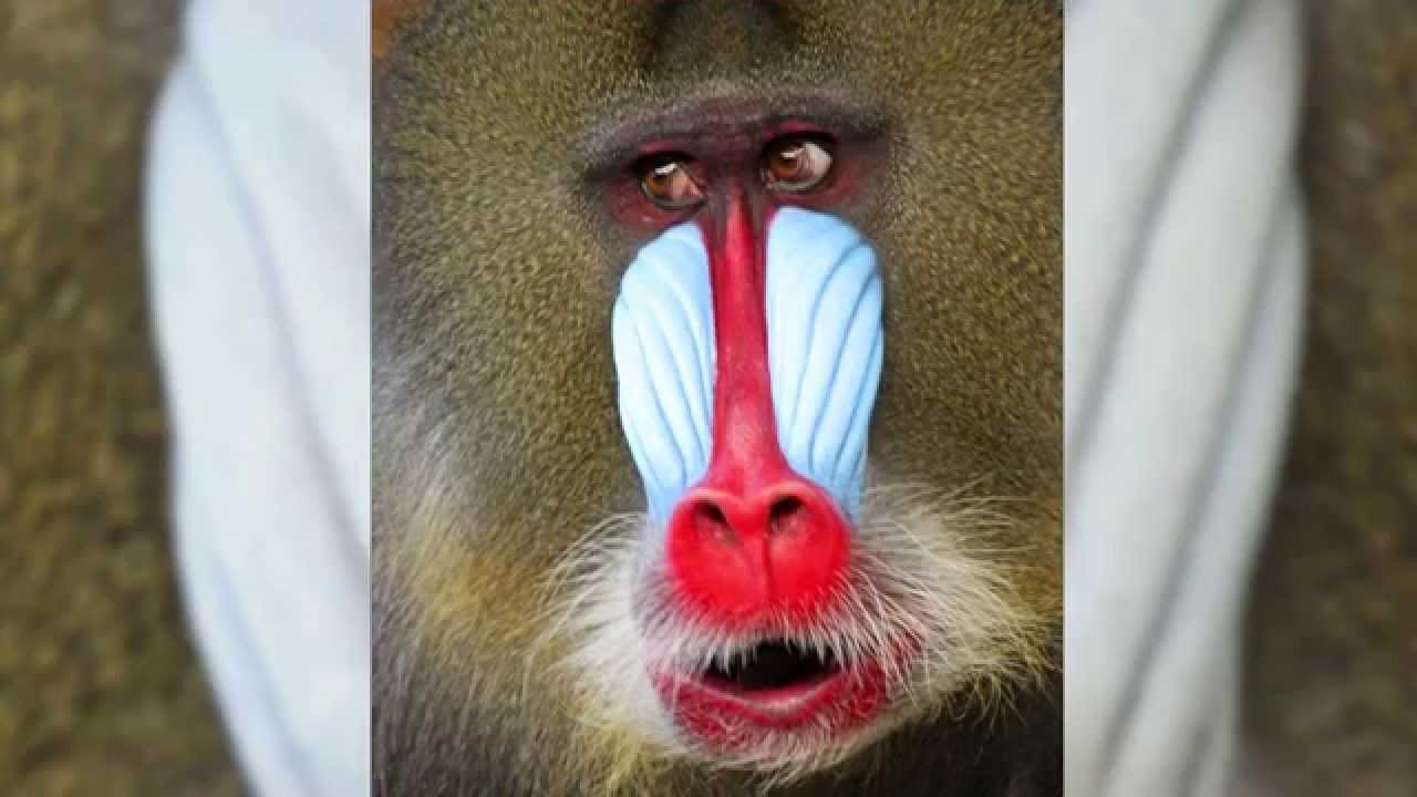Skin & Bones - Animal Life: Mandrill