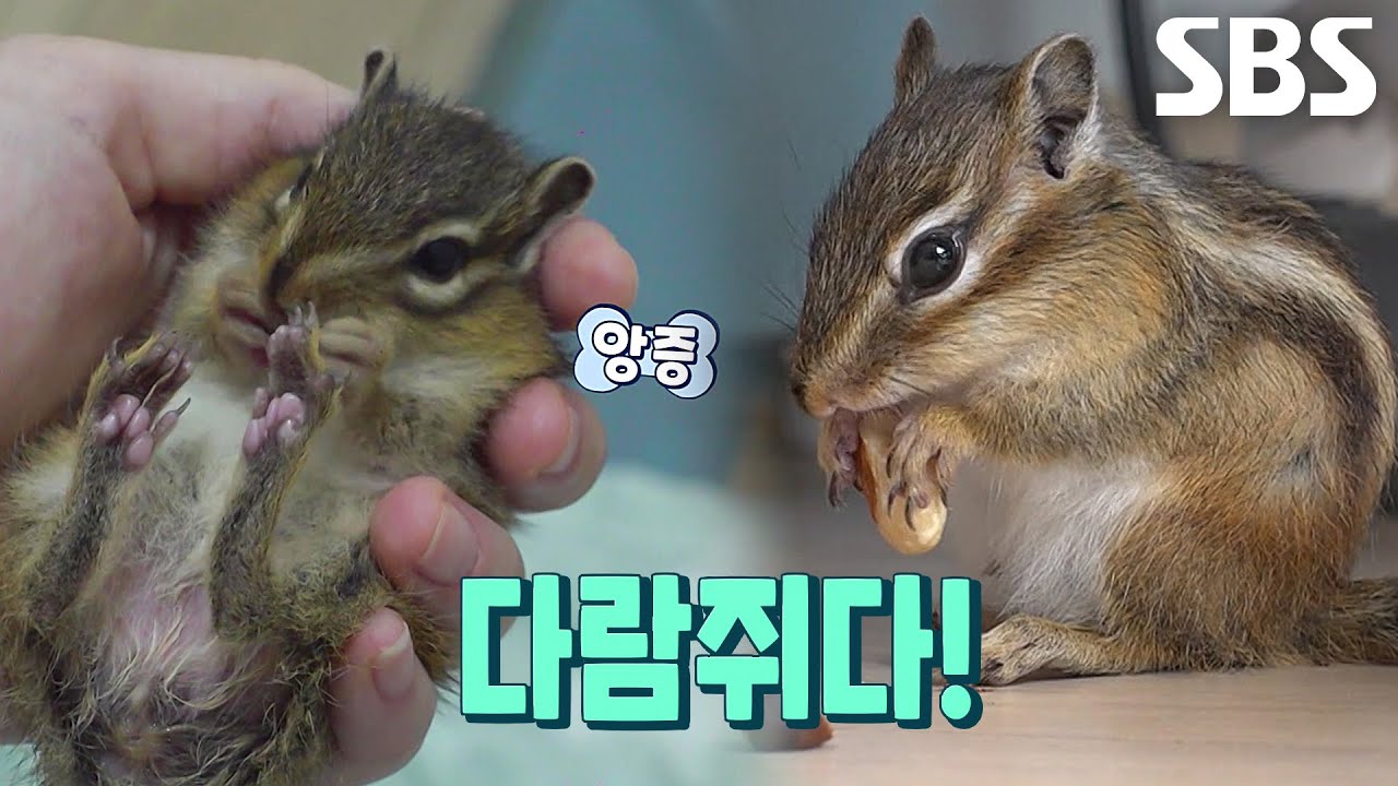 치명적이게 사랑스러운 반려 다람쥐, &lsquo;썬더&times;다라&rsquo;