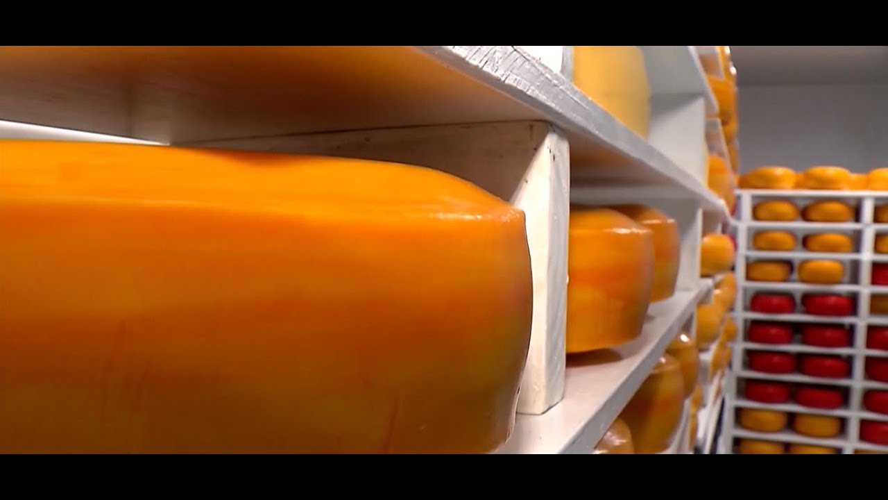 QUEIJO DE CABRA | Conheça as curiosidades desse produto que ganhou o gosto do brasileiro