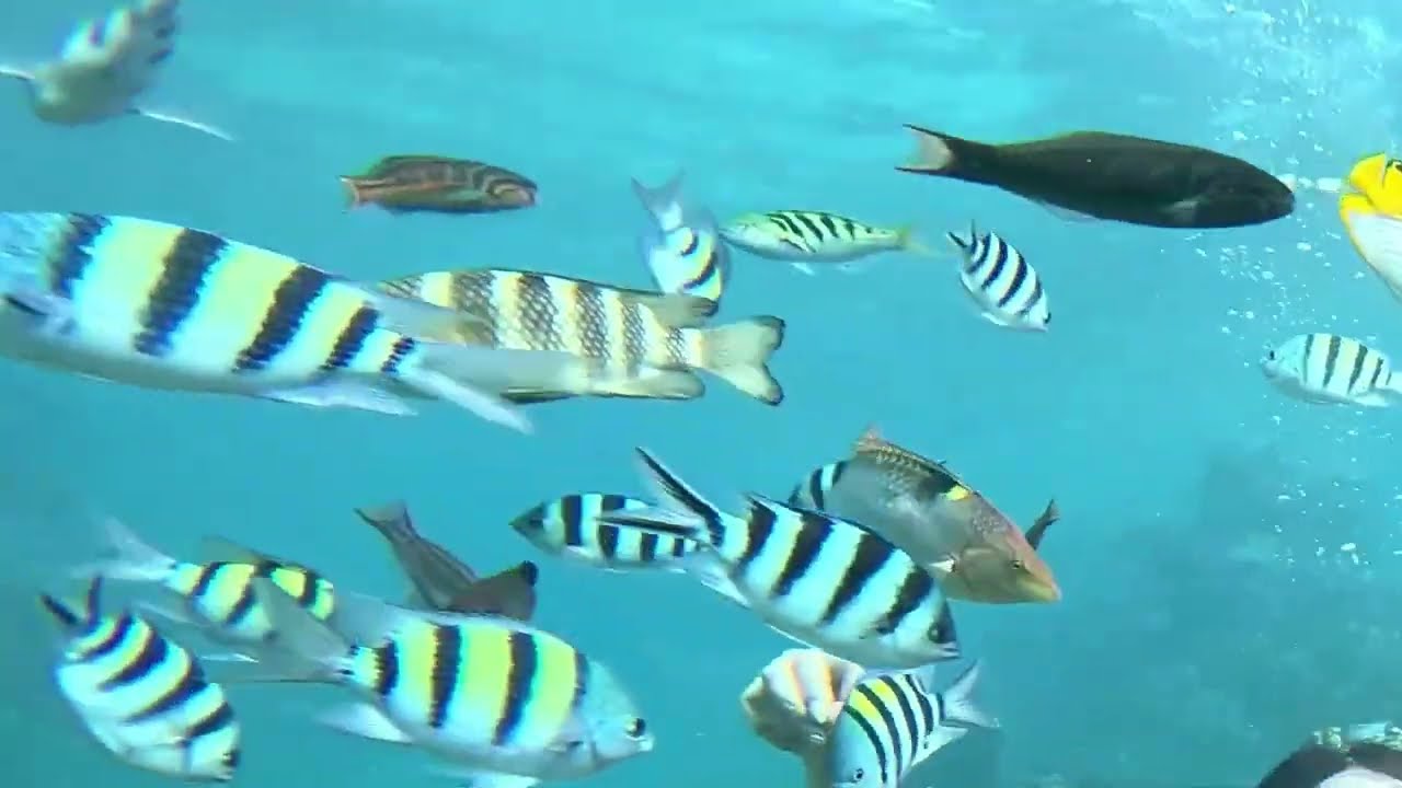 Happy Ocean Rhythm Underwater 🌊