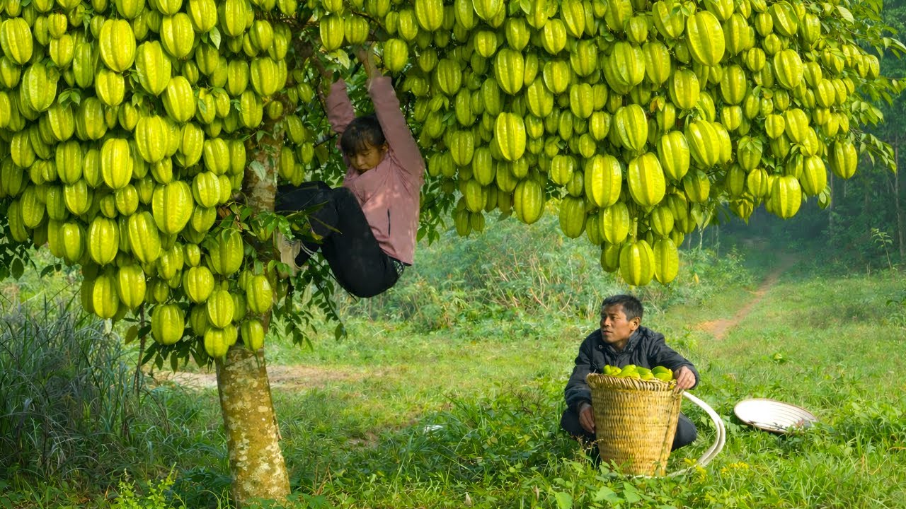 Helping Dad harvest the starfruit hanging heavily on the tree - Cooking a delicious afternoon meal