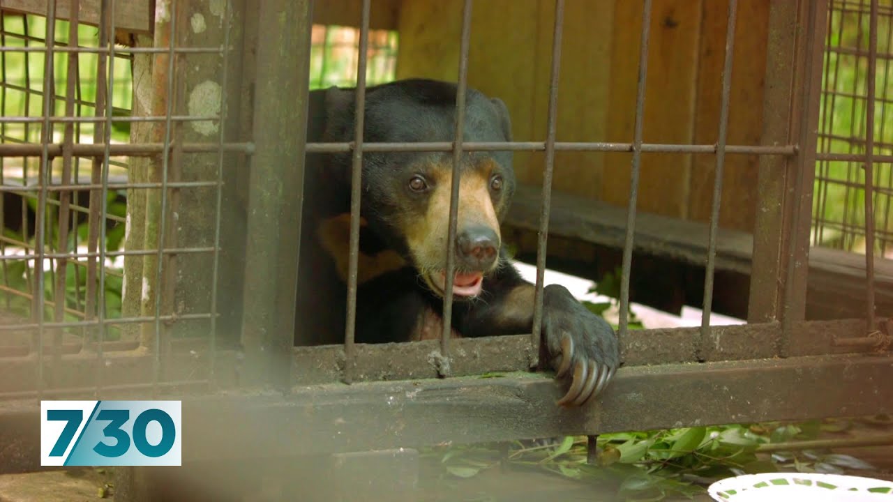 Australian vets operate to save an orphaned sun bear in Indonesia | 7.30