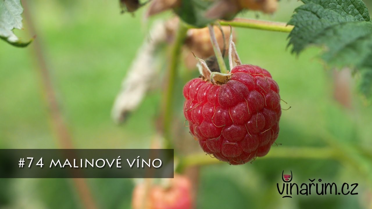 vinařům.cz - #74 malinové víno