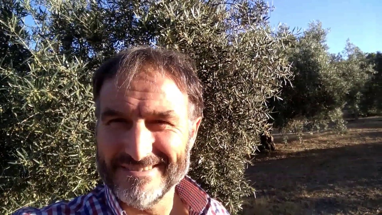 Abonado orgánico en el riego de nuestros olivos.