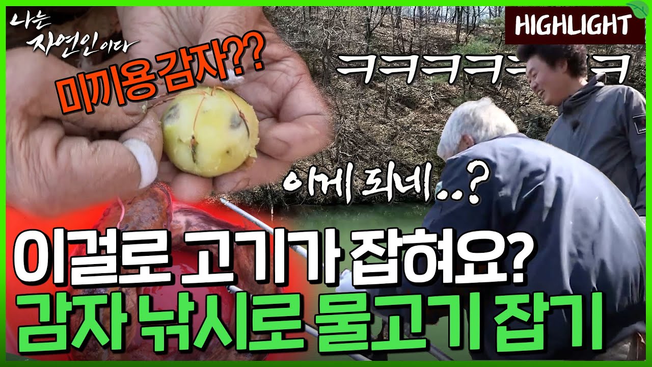 감자로 물고기를 낚는다?? 붕어,잉어가 줄줄이 나온다는 감자 낚시｜자연인 하이라이트 447회