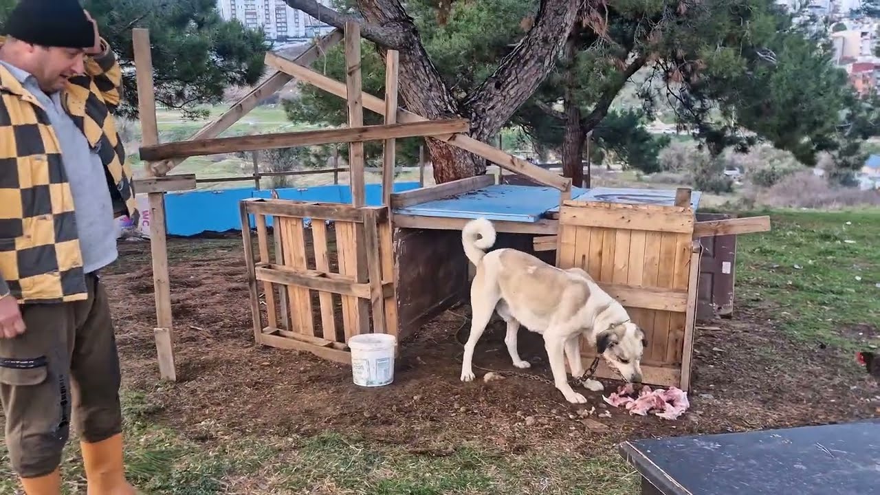 Koyunlara neler oluyor köpekler neden hırçınlaştı 