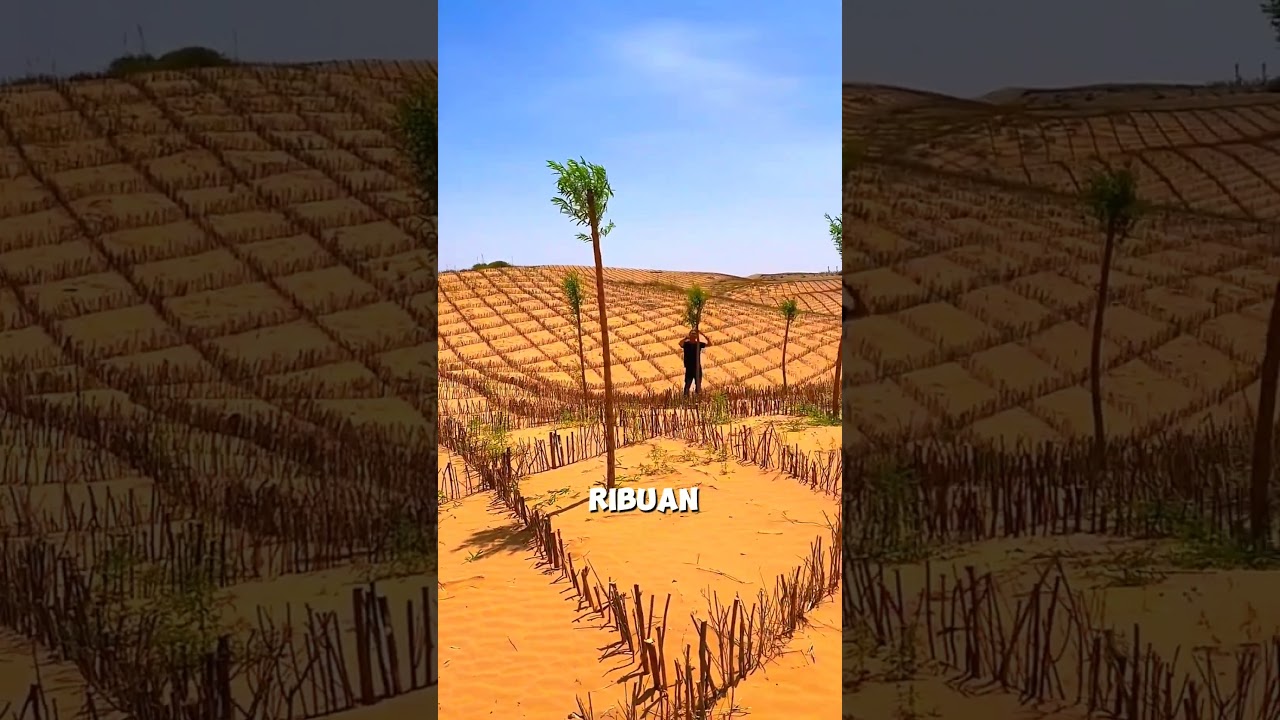 Ambisi serius pemerintah China menghijaukan daerah gurun Gobi di negaranya #shorts #shortvideo