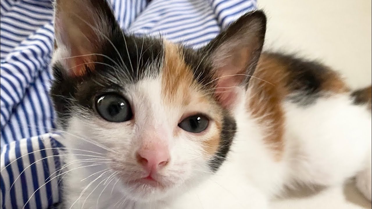 たくさんの応援ありがとうございました｜虹の橋を渡った愛猫に捧ぐ