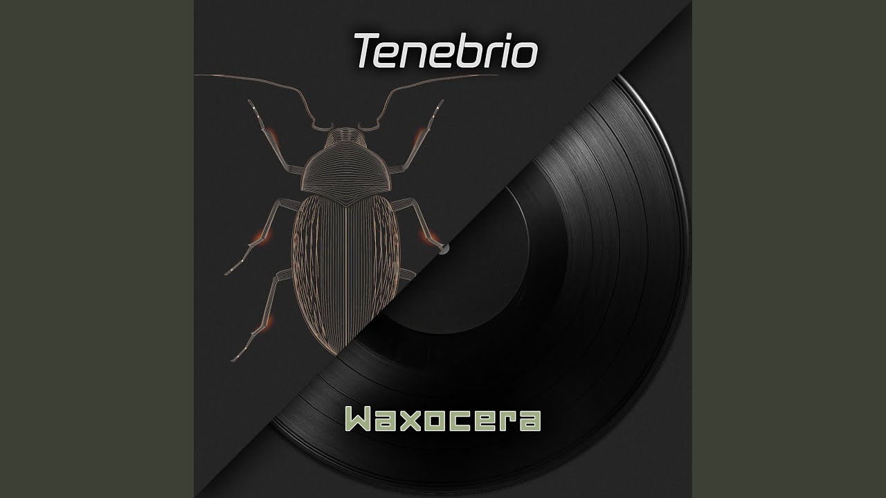 Tenebrio (Darkling Beetles)