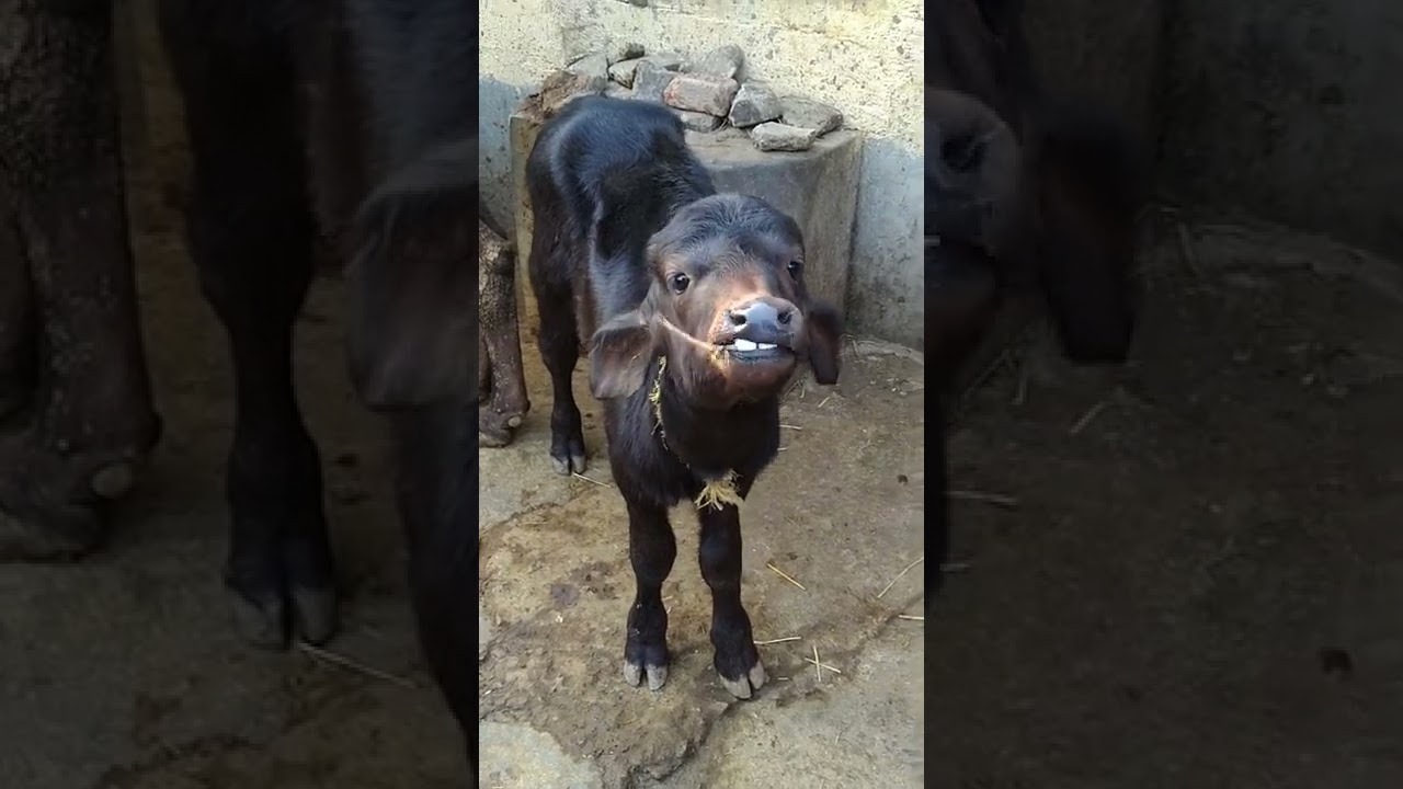 baby buffalo #short #shortvideo #village #animals #shortsvideo #buffalo #baby