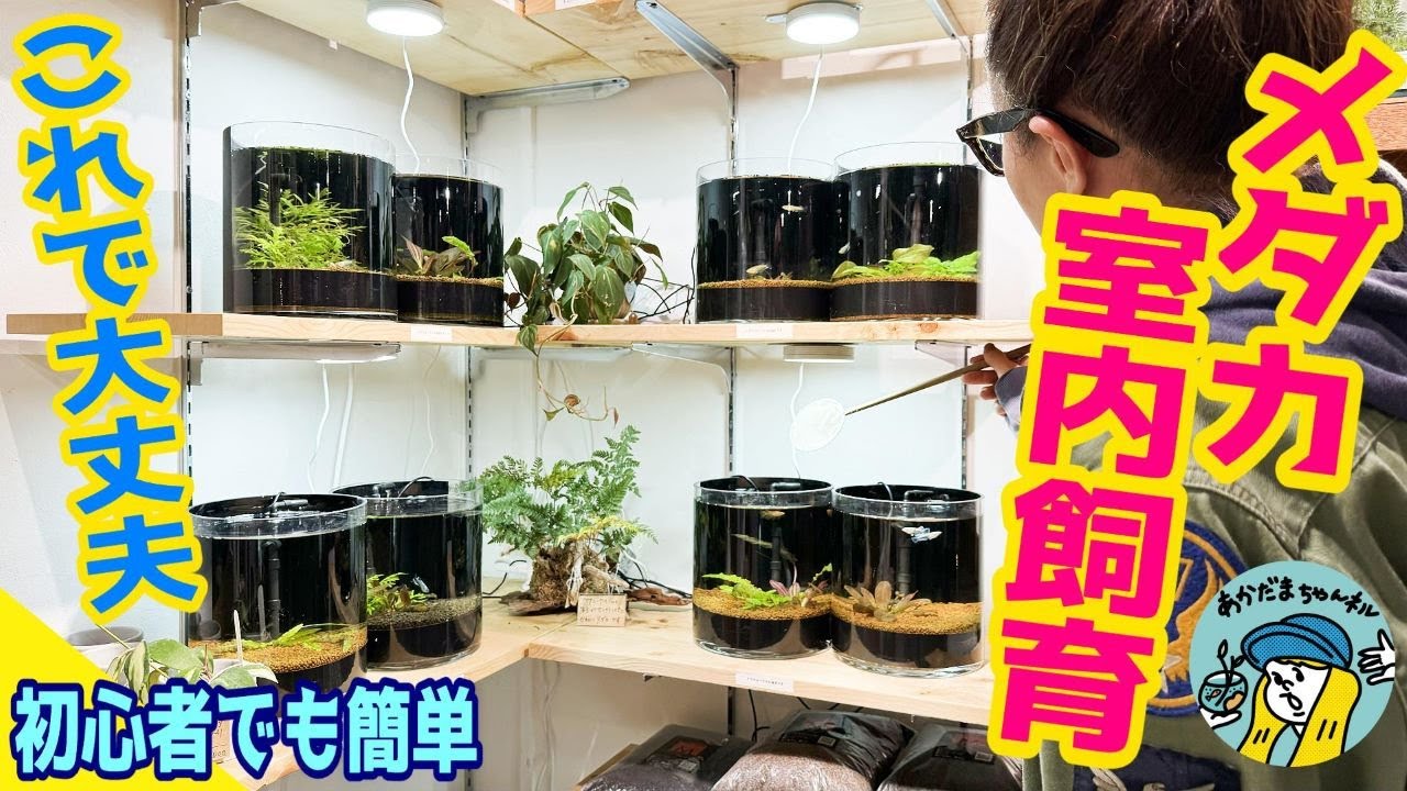 【メダカ】めだかの室内飼育はメリットばかり！初心者でも大丈夫！(ポイントさえ押さえれば初心者でも簡単にできる！室内でメダカが元気に育つシステムとは？）