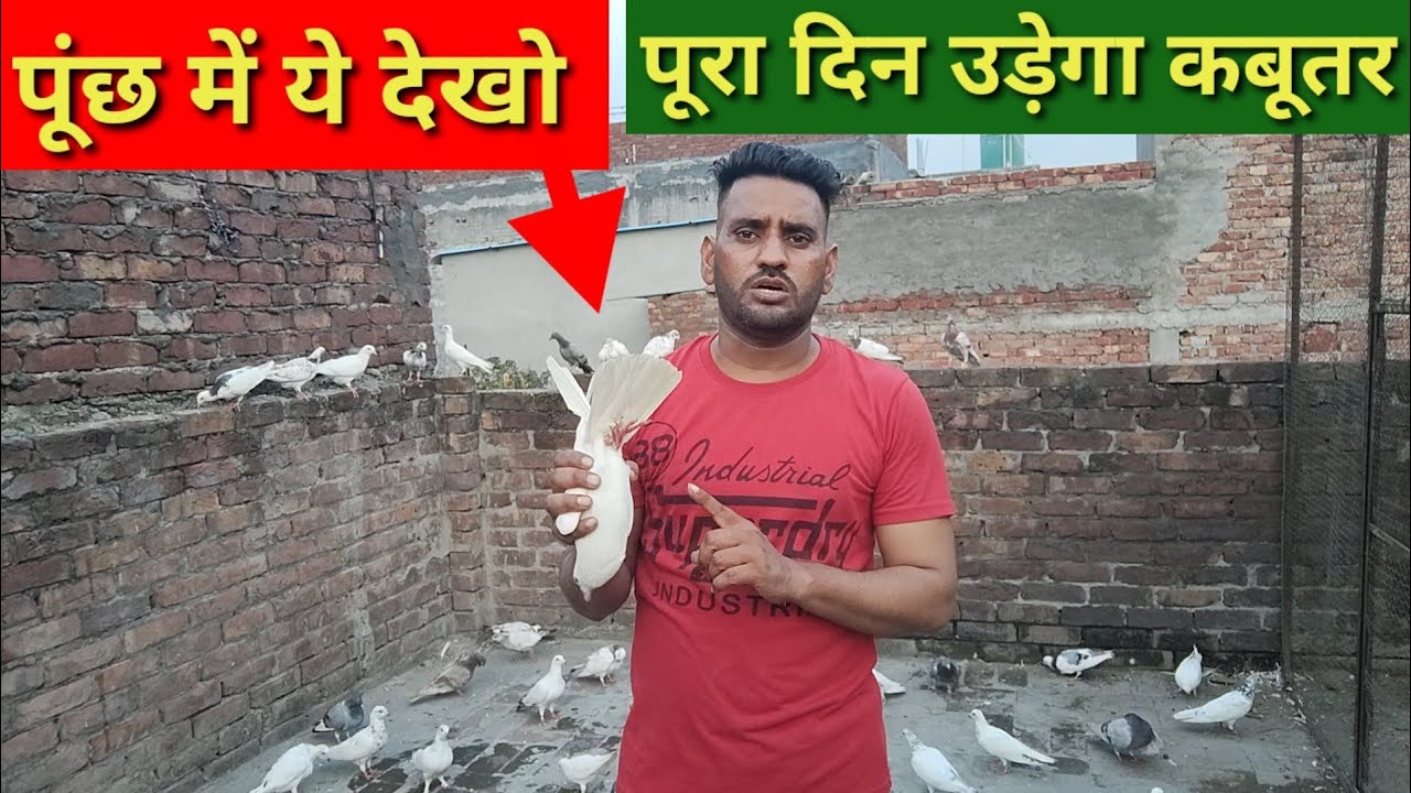Punchh me ye Dekho Pura Din udega kabutar
