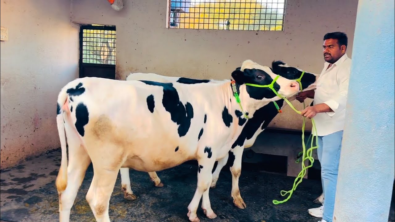 टॉपच्या नऊ गाभन कालवडींची ऑफर लवकरात लवकर संपर्क करून बुक करा.#क्वालिटीचं_माहेरघर_अनिलशेठ_वैरागर 