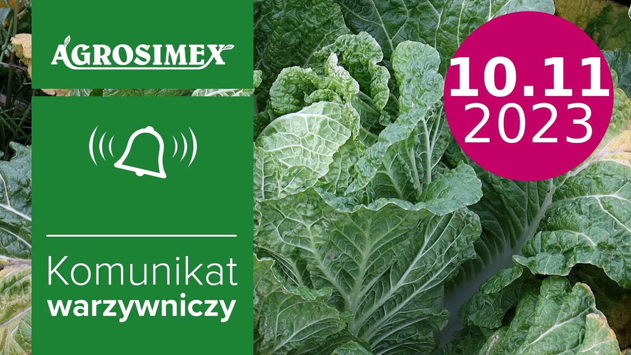 Jak zwiększyć zawartość próchnicy - komunikat warzywniczy | Agrosimex