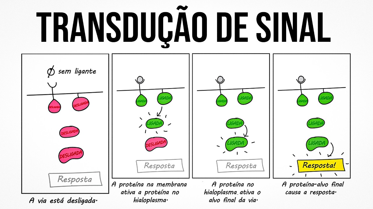TRANSDUÇÃO DE SINAL: Como o Fármaco 
